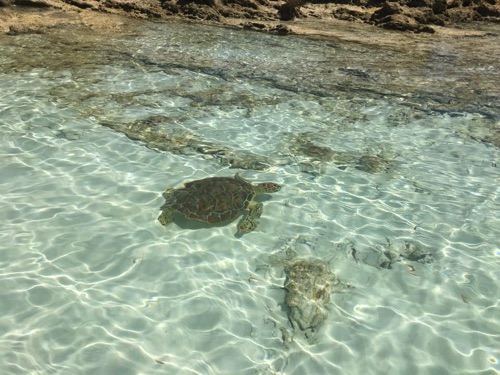 boat to see green back sea turtle